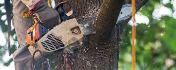 How Our Tree Care Process Works  in  Peshtigo, WI