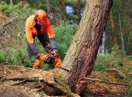 Best Arborist Consultation Services  in Peshtigo, WI