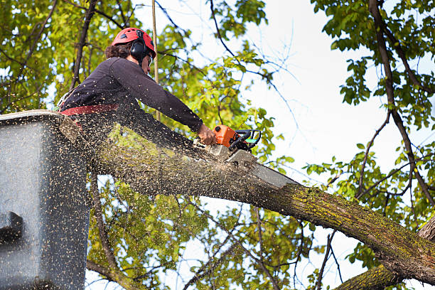  Peshtigo, WI Tree Services Pros