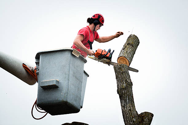 Best Tree Removal  in Peshtigo, WI