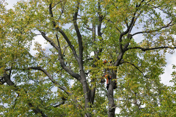 Trusted Peshtigo, WI Tree Services Experts